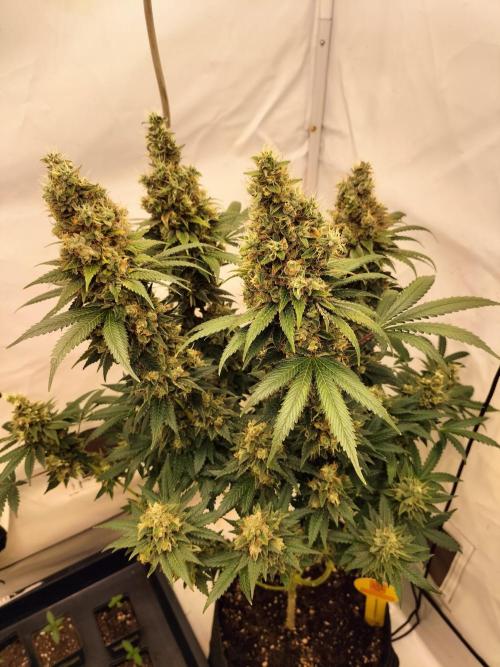 Zkittlez. Week 14