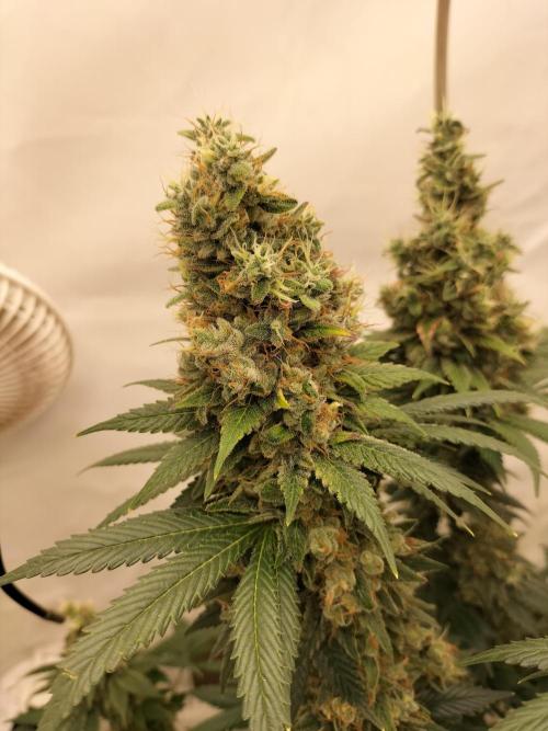 Zkittlez. Week 14