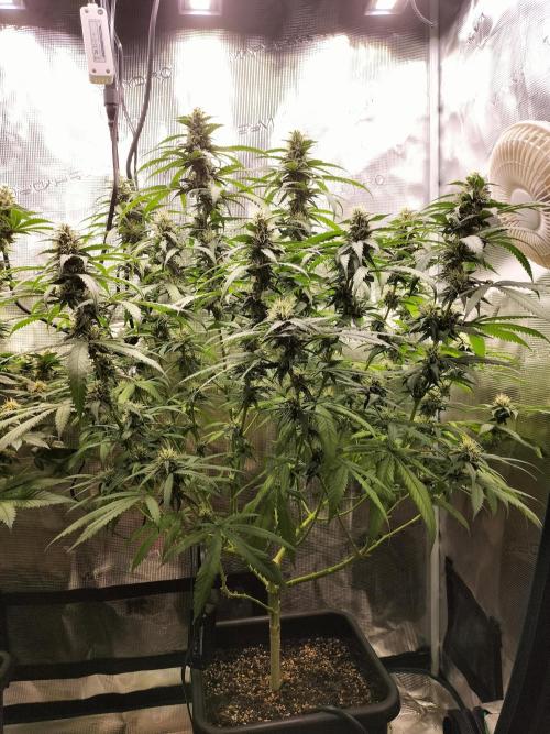 Papaya Jealousy. Week 13