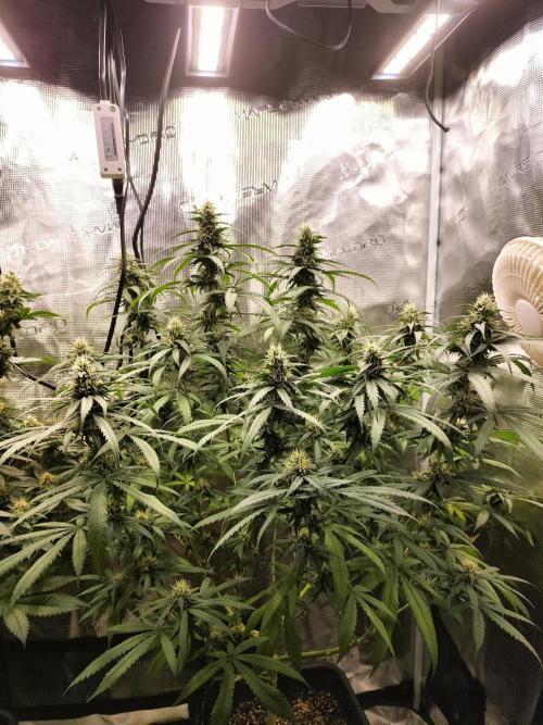 Papaya Jealousy. Week 13