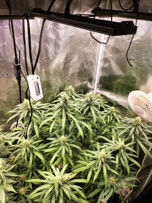 Papaya Jealousy. Week 13