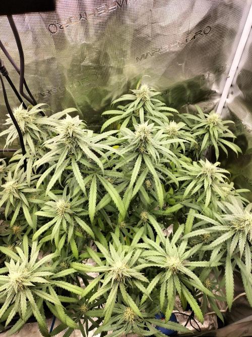 Papaya Jealousy. Week 13