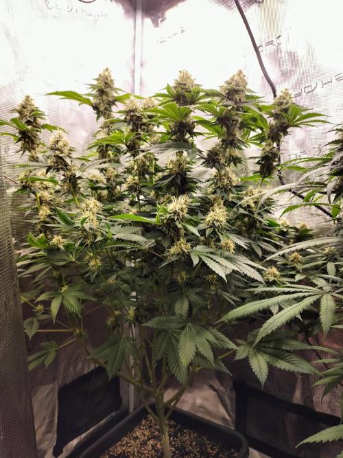 Monkey Grease. Week 13