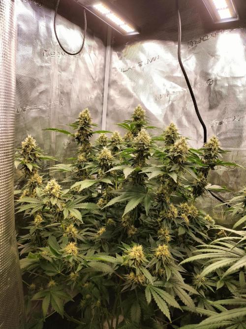 Monkey Grease. Week 13