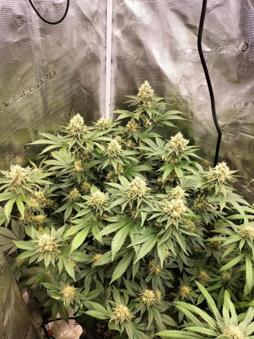 Monkey Grease. Week 13