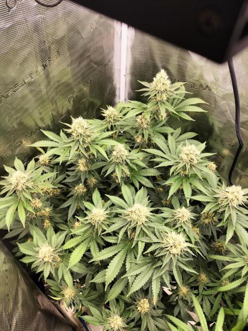 Monkey Grease. Week 13