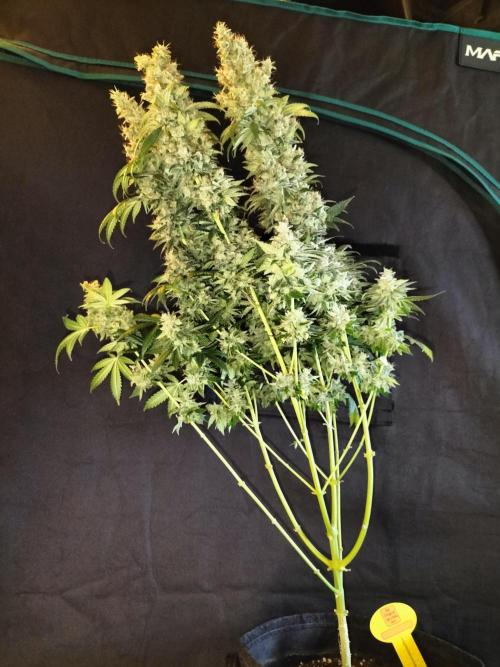 Zkittlez. Week 15