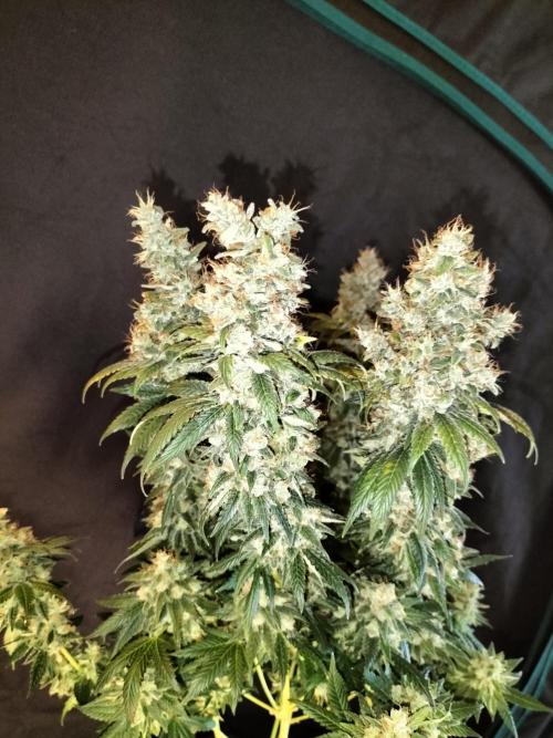 Zkittlez. Week 15