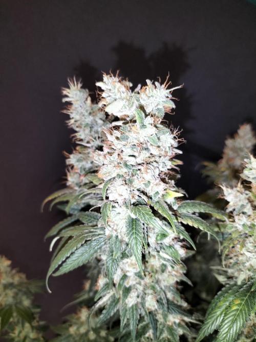 Zkittlez. Week 15