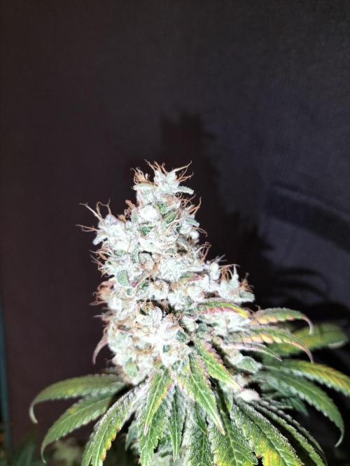 Zkittlez. Week 15