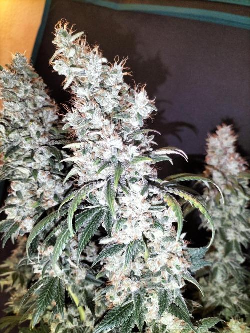 Zkittlez. Week 15