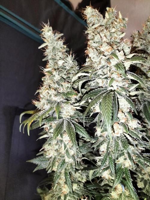 Zkittlez. Week 15