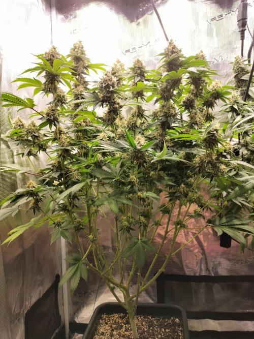 Monkey Grease. Week 14
