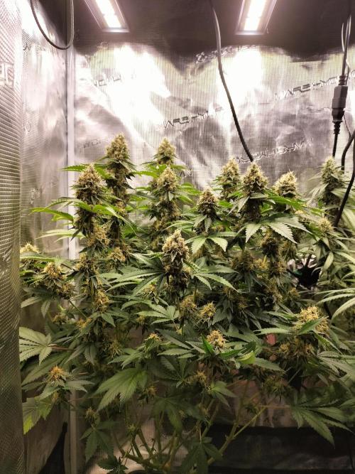 Monkey Grease. Week 14