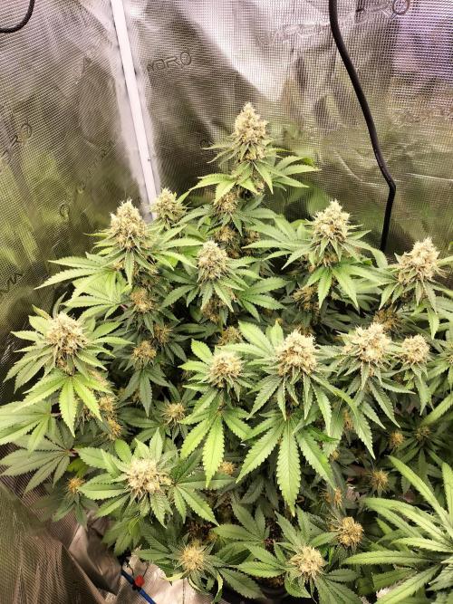 Monkey Grease. Week 14
