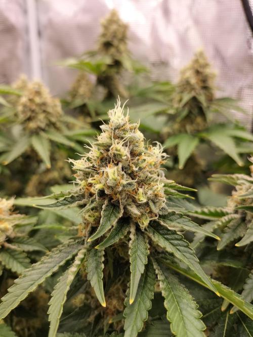 Monkey Grease. Week 14