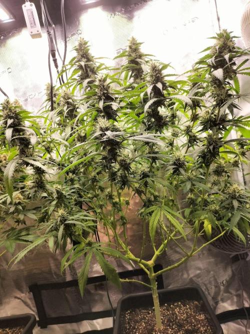 Papaya Jealousy. Week 14