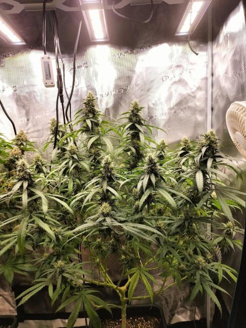 Papaya Jealousy. Week 14