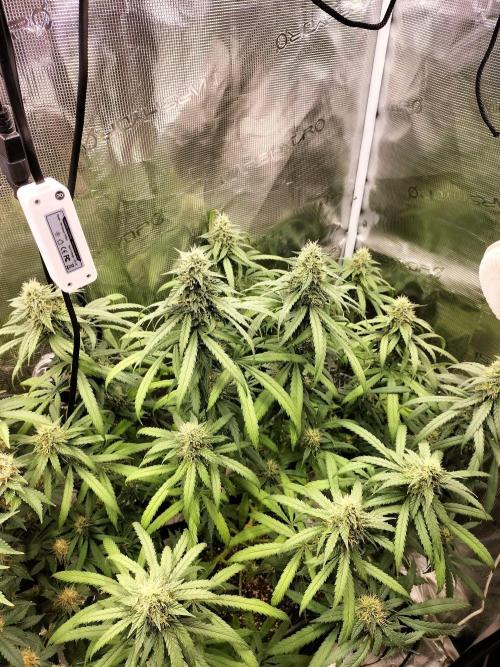 Papaya Jealousy. Week 14