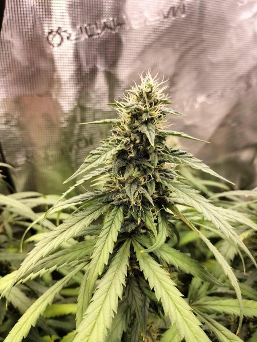 Papaya Jealousy. Week 14