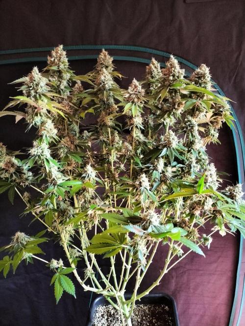 Monkey Grease. Week 15