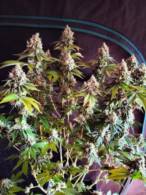 Monkey Grease. Week 15
