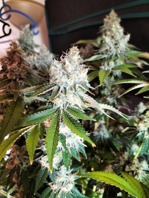 Monkey Grease. Week 15