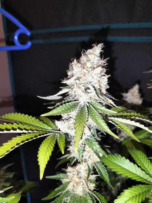 Monkey Grease. Week 15