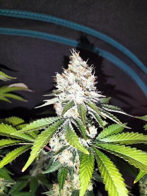 Monkey Grease. Week 15