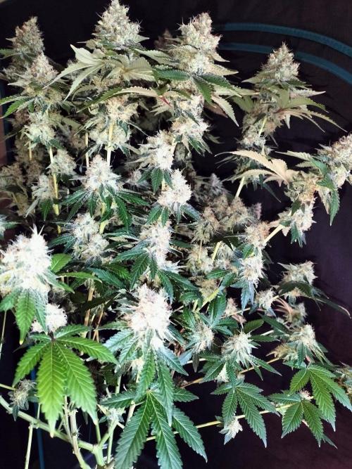 Monkey Grease. Week 15