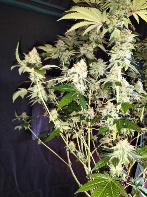 Monkey Grease. Week 15