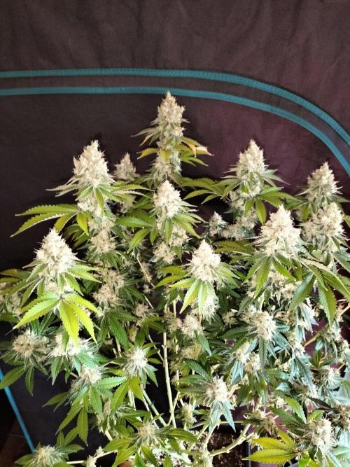 Monkey Grease. Week 15