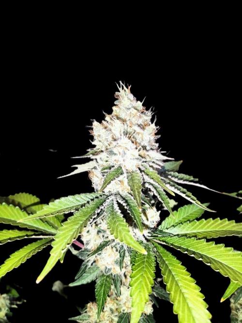 Monkey Grease. Week 15