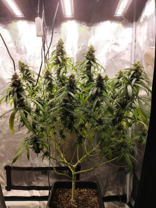Papaya Jealousy. Week 15
