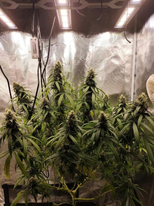 Papaya Jealousy. Week 15
