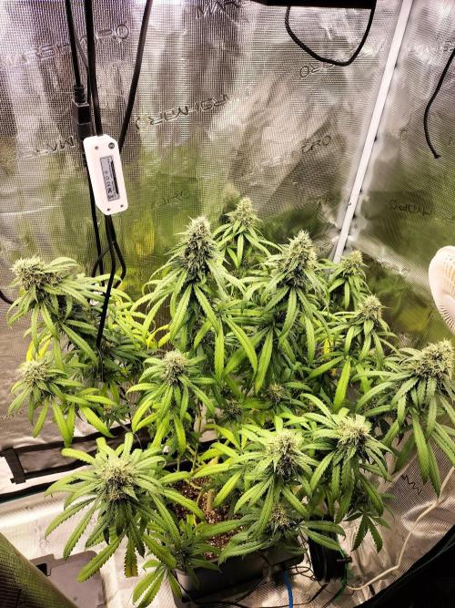Papaya Jealousy. Week 15