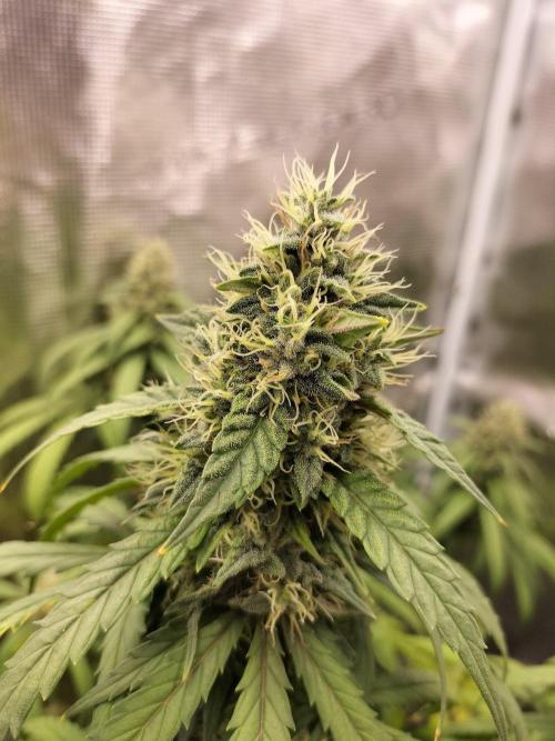 Papaya Jealousy. Week 15