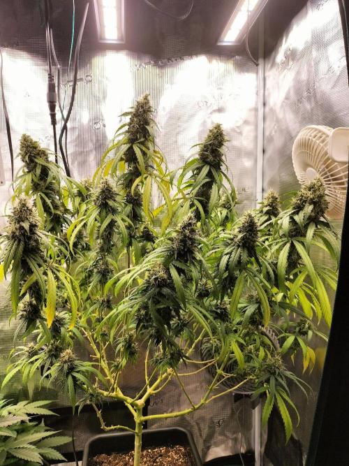 Papaya Jealousy. Week 16
