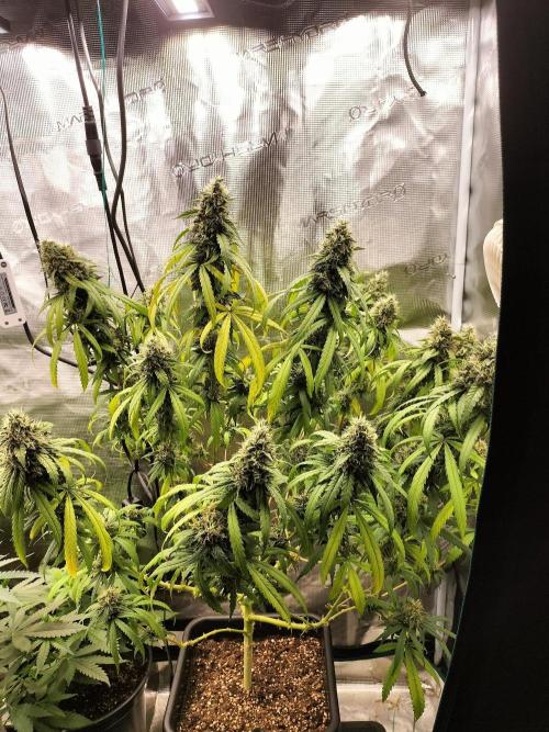 Papaya Jealousy. Week 16