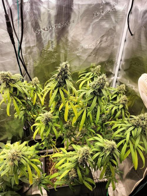 Papaya Jealousy. Week 16