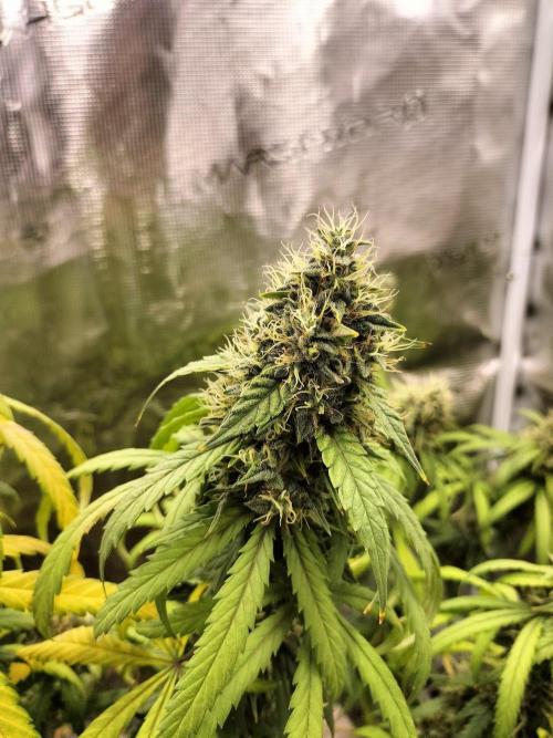 Papaya Jealousy. Week 16