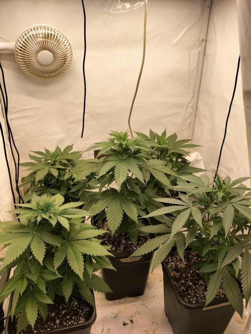 Shaman / Jack47. Week 4