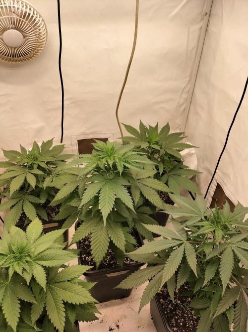 Shaman / Jack47. Week 4