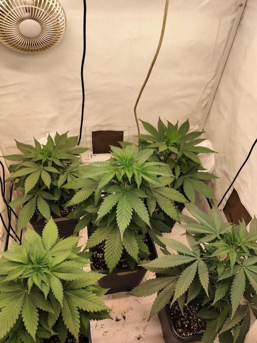 Shaman / Jack47. Week 4
