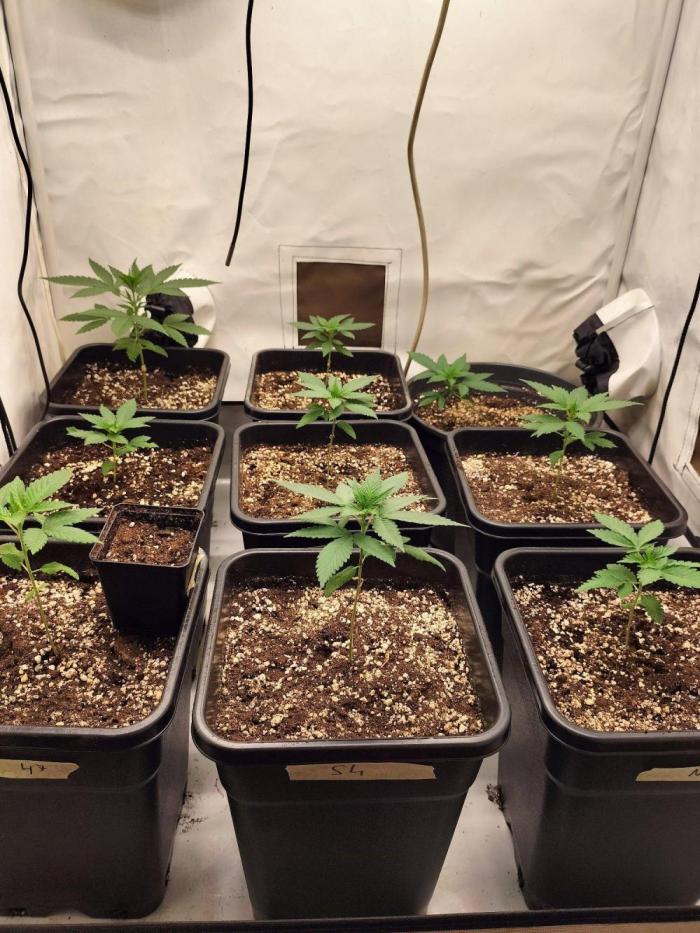 Shaman / Jack47. Week 2