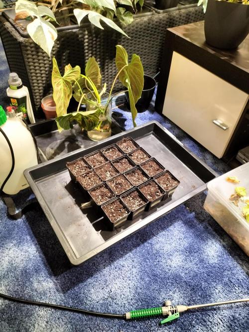 Grow Tent 120x60x180. Week 0