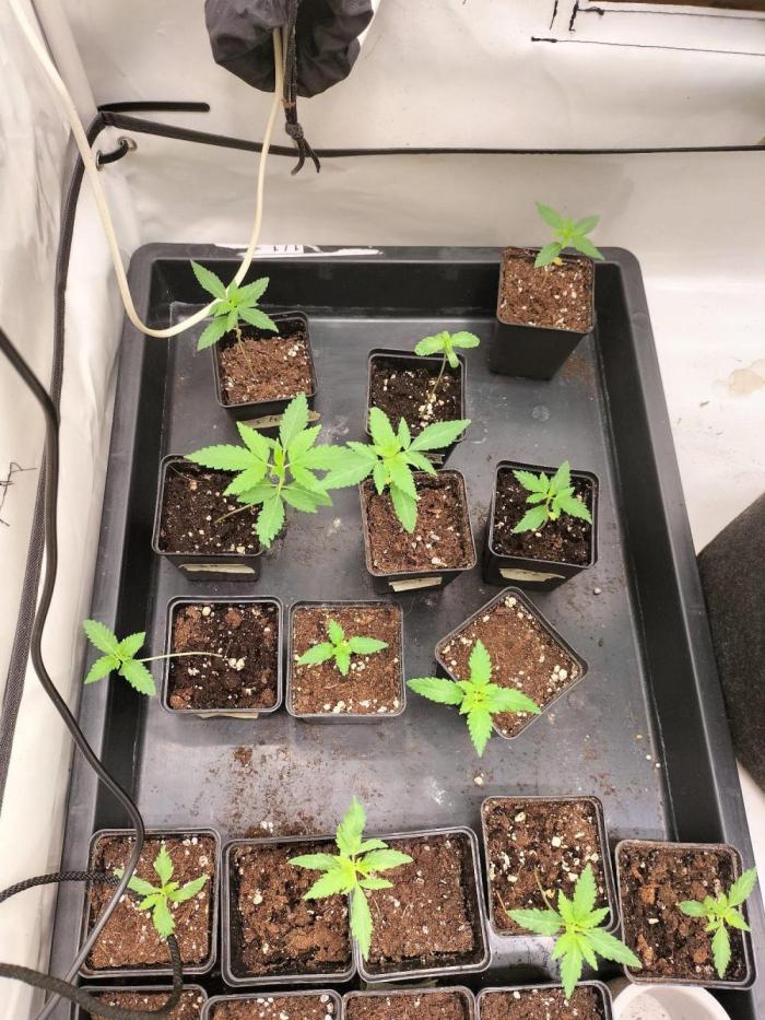 Northern lights. Week 1