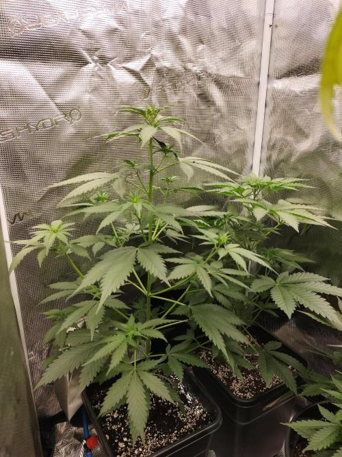 Northern lights. Week 5