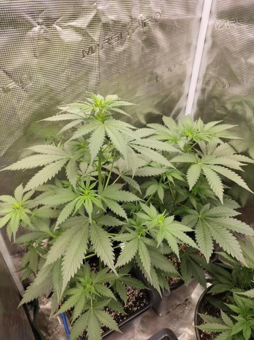 Northern lights. Week 5
