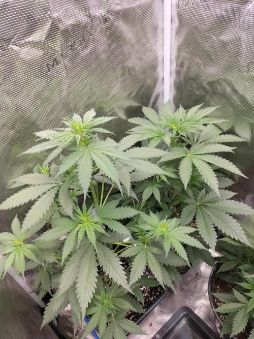 Northern lights. Week 5